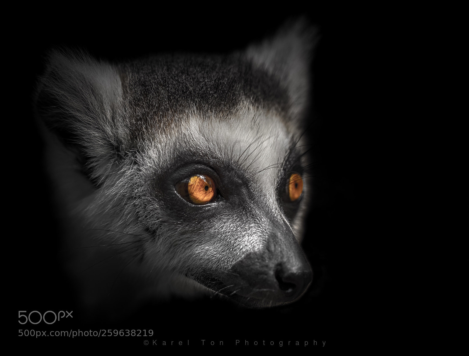 Canon EOS 6D sample photo. Lemur, landgoed hoenderdaell, holland  photography