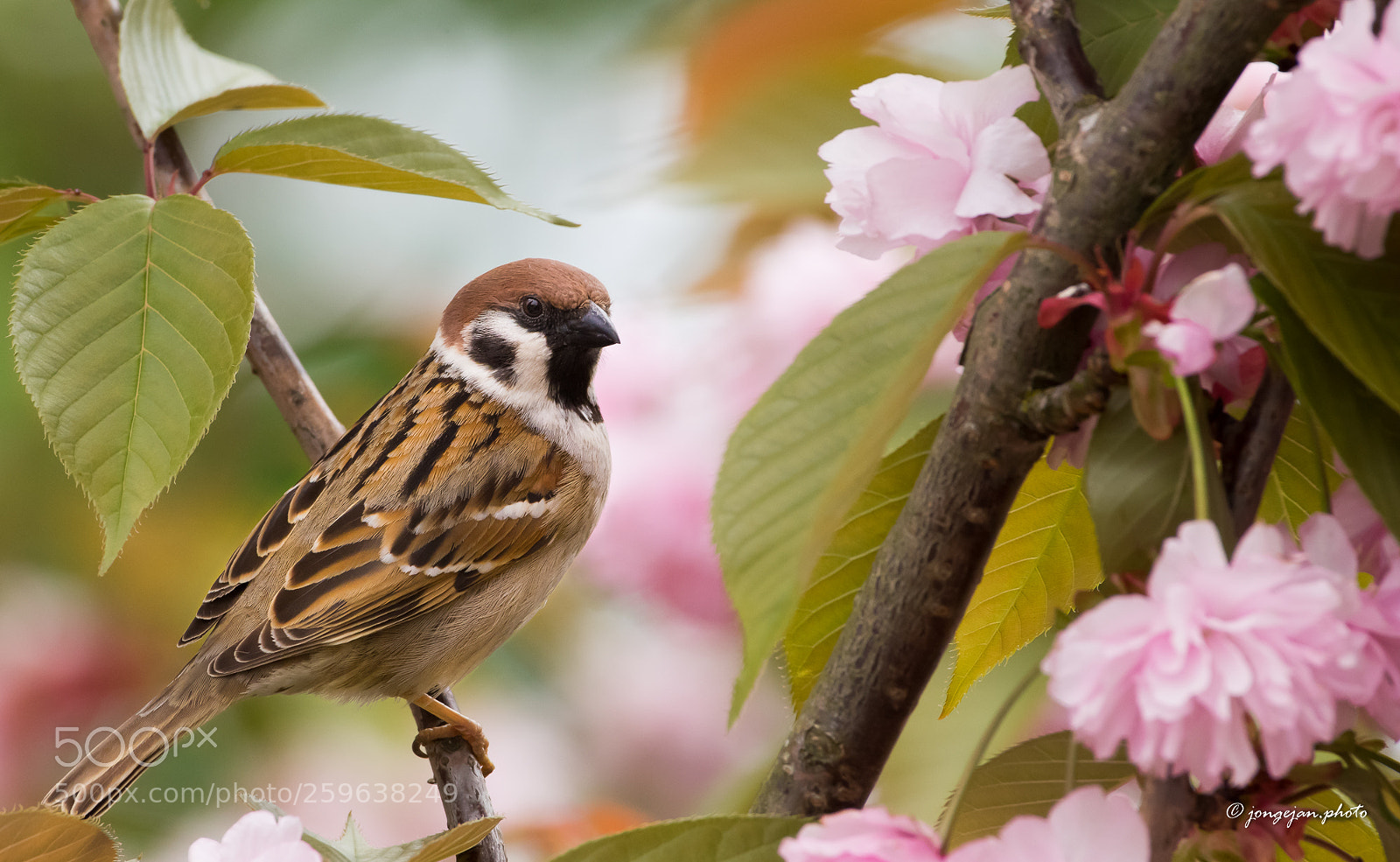 Pentax K-3 II sample photo. Tree sparrow photography