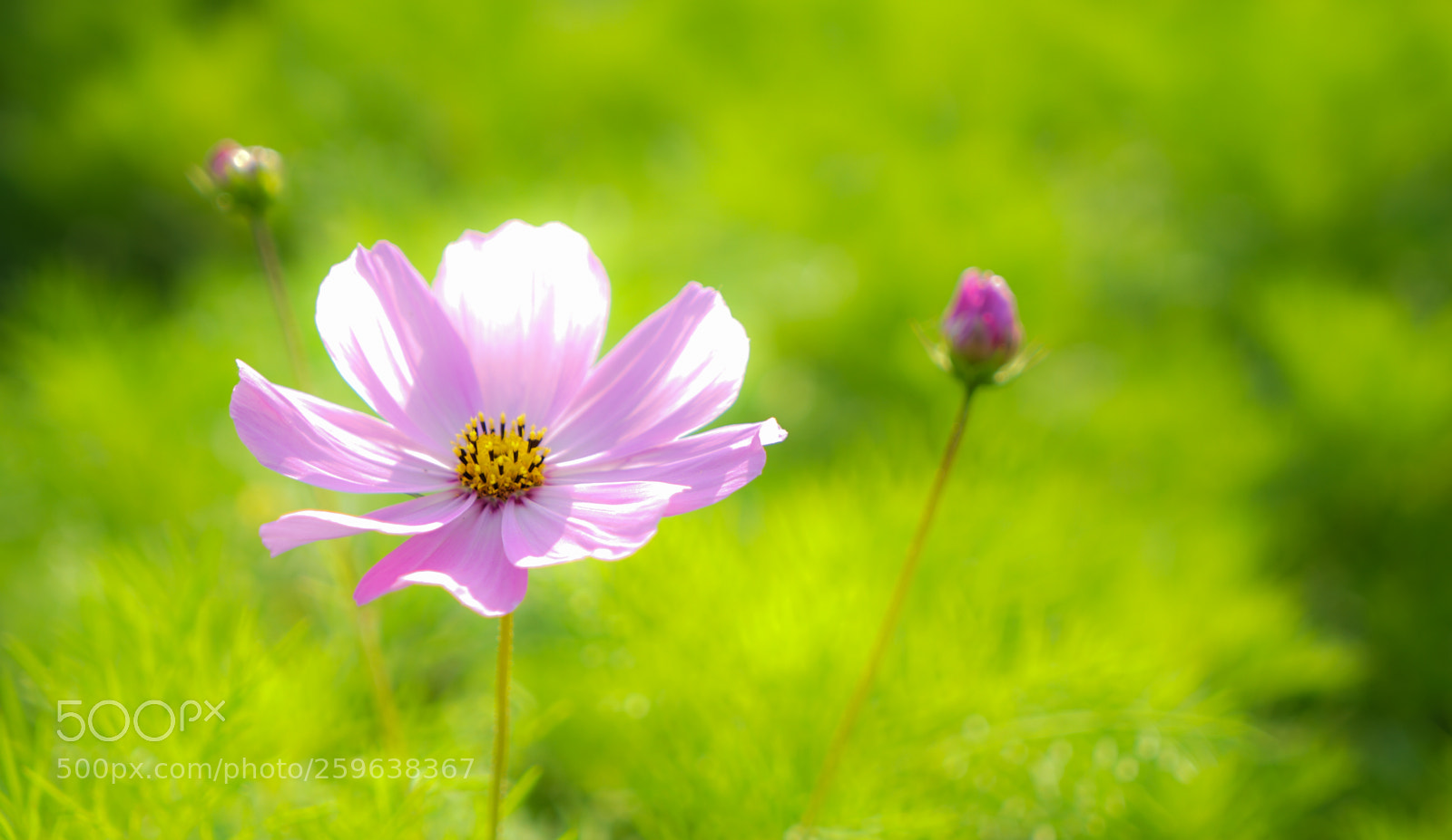 Sony a7 II sample photo. Dsc photography