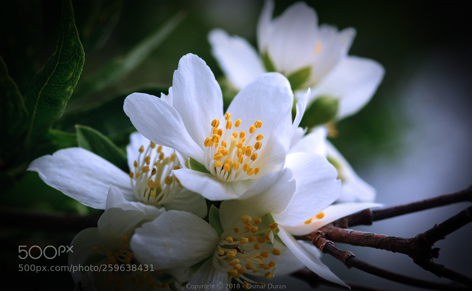 Nikon D300 sample photo. Gold tips photography