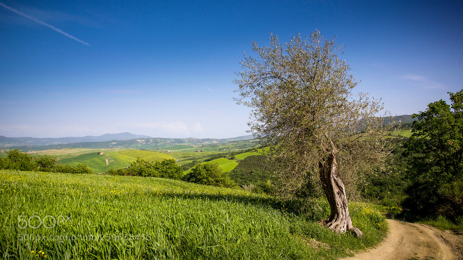 Nikon D7100 sample photo. Tuscan olive tree photography