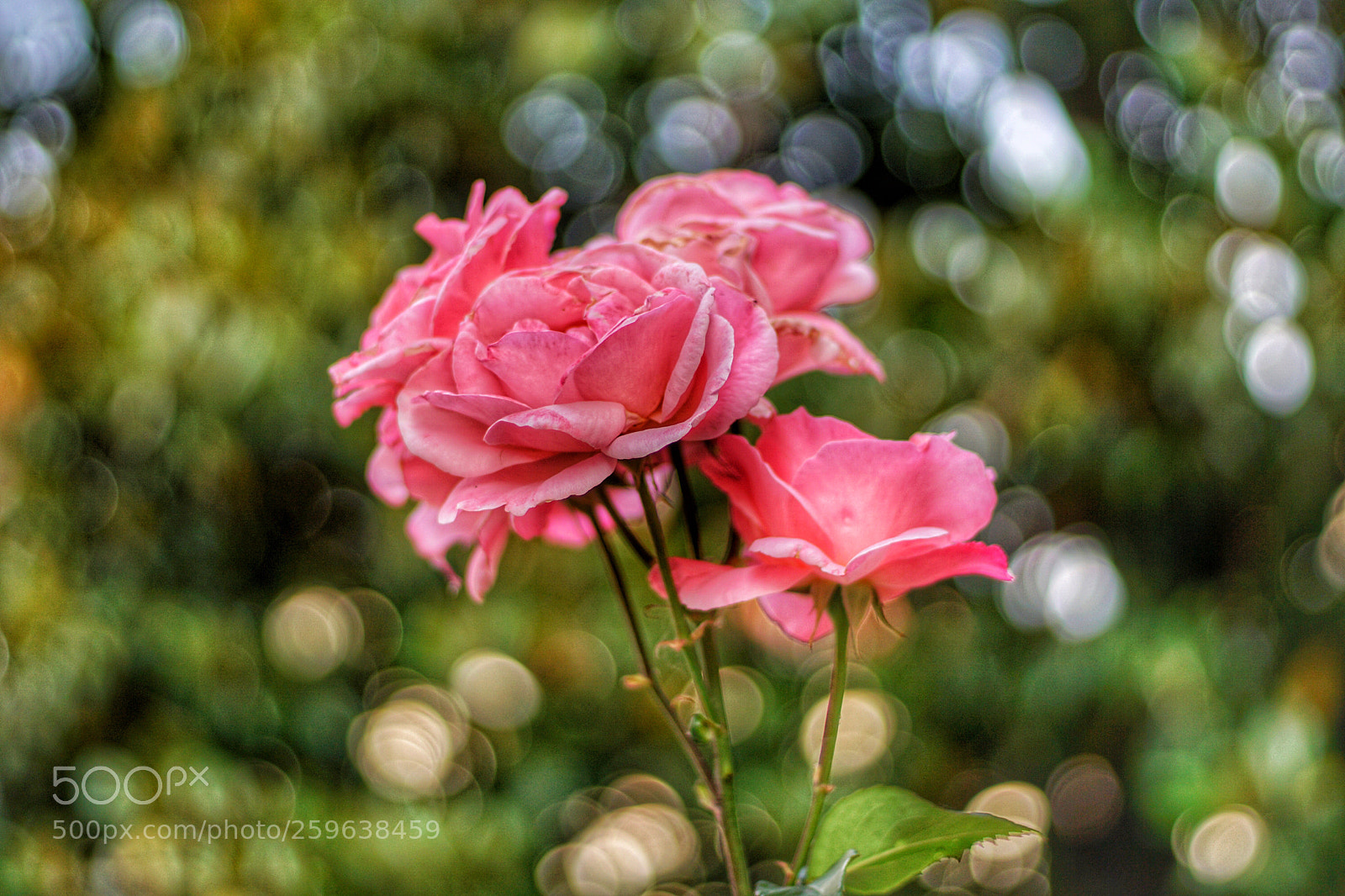 Sony a6000 sample photo. Le mie rose   photography