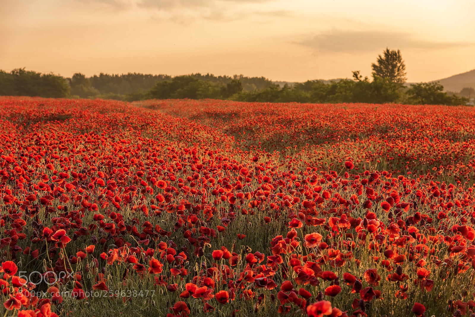 Nikon D810 sample photo. Poppy field photography