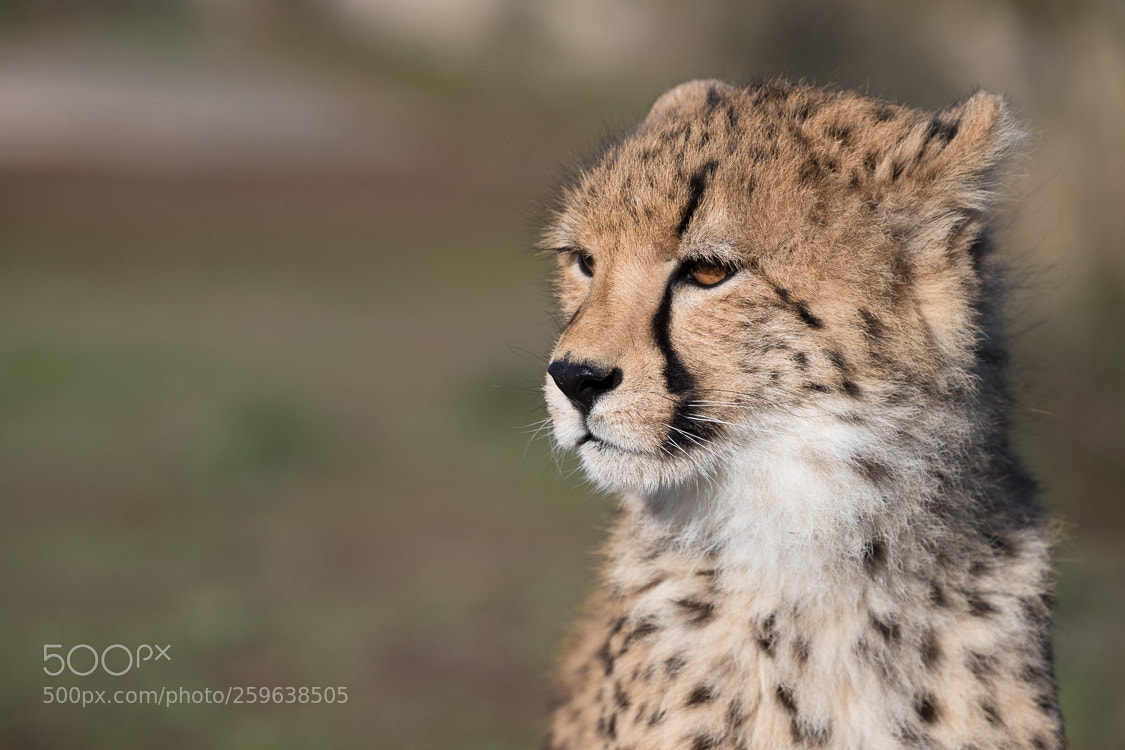 Canon EOS-1D X Mark II sample photo. Young cheetah photography