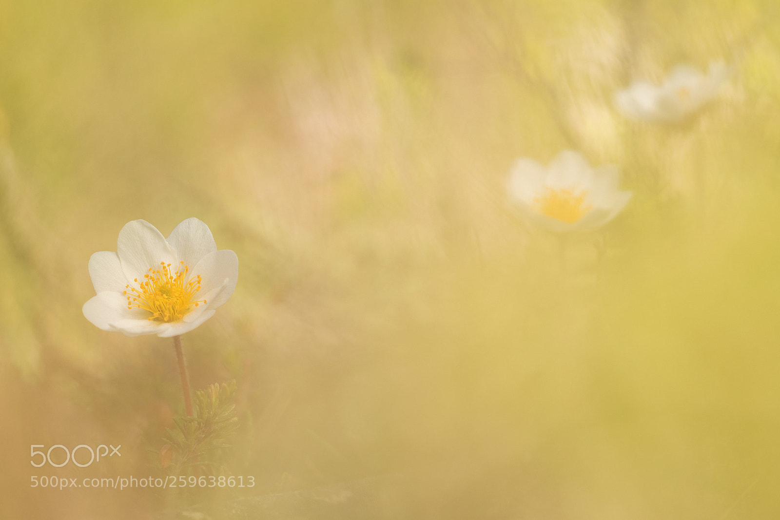 Nikon D500 sample photo. Dryas octopetala photography