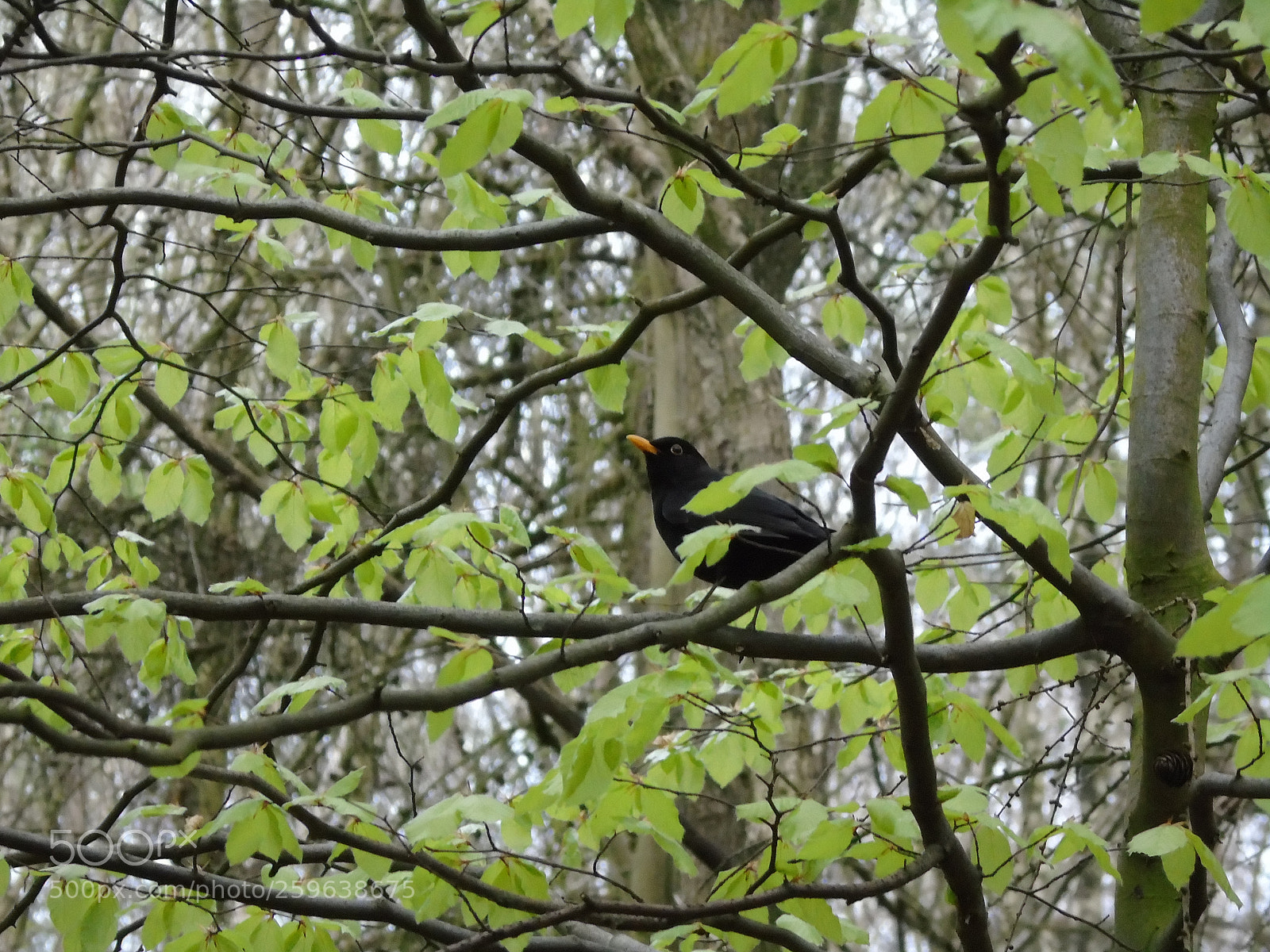 Sony Cyber-shot DSC-H400 sample photo. Blackbird amongst the new photography