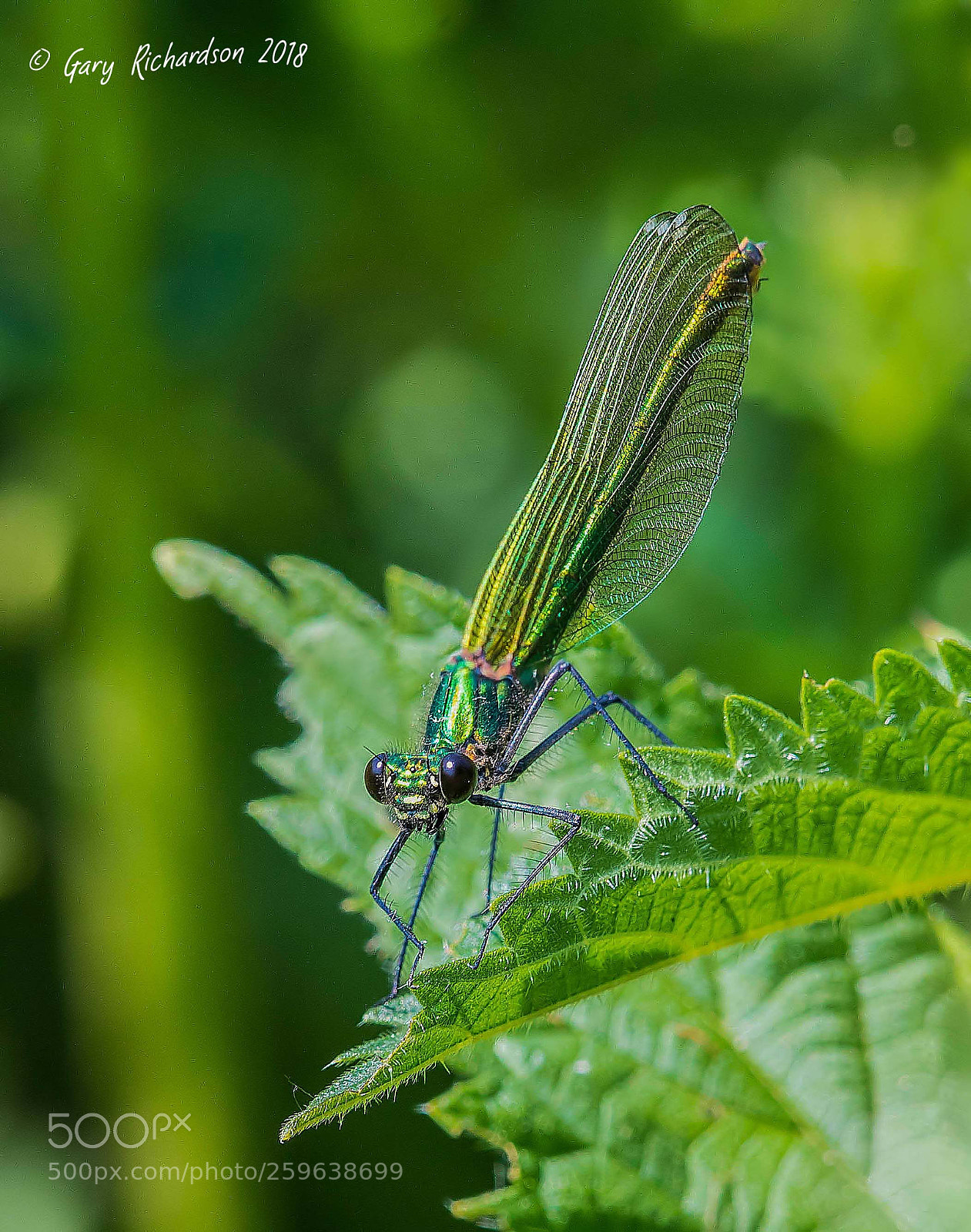 Nikon D500 sample photo. Banded demoiselle (female) photography