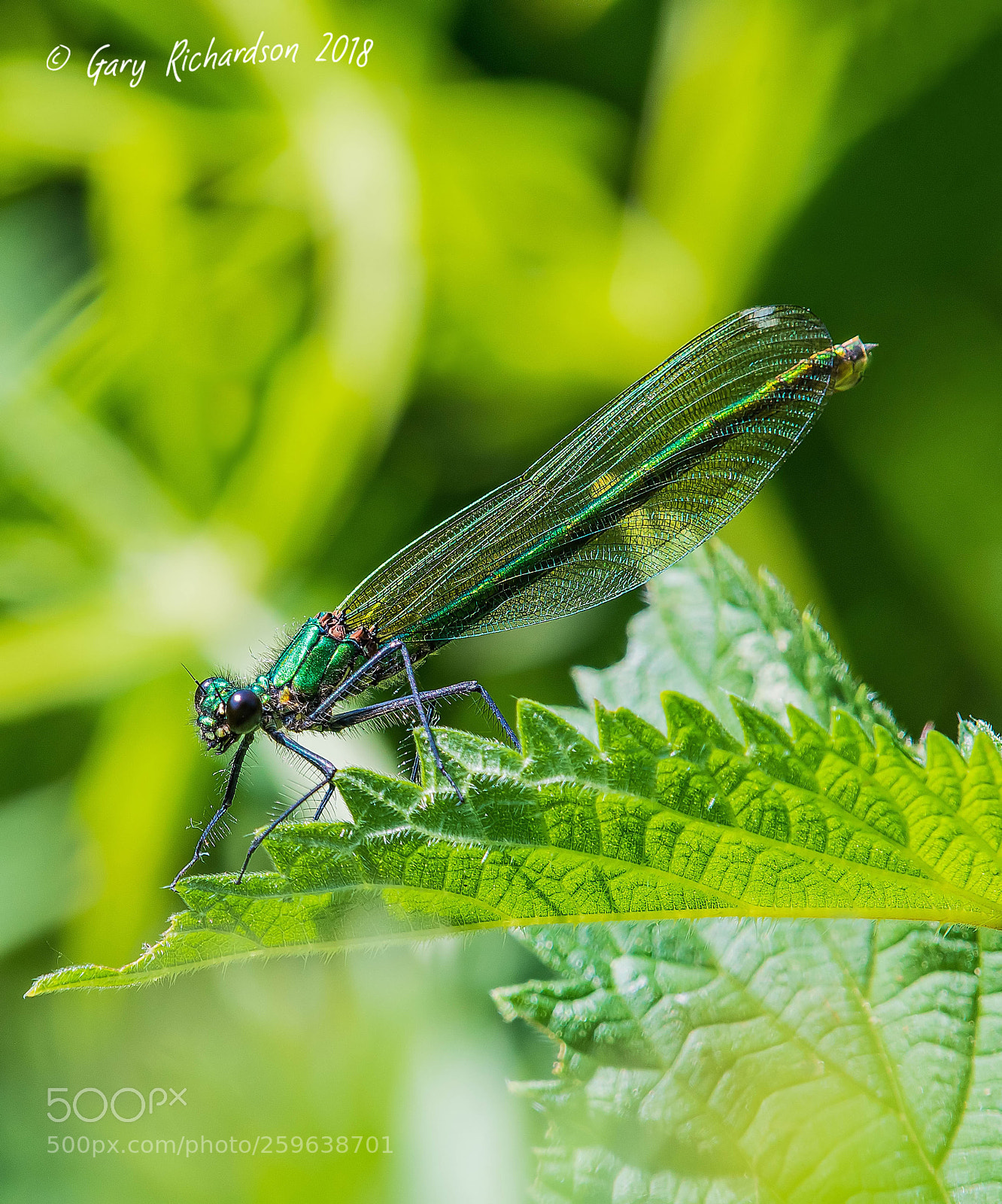 Nikon D500 sample photo. Banded demoiselle (female) photography