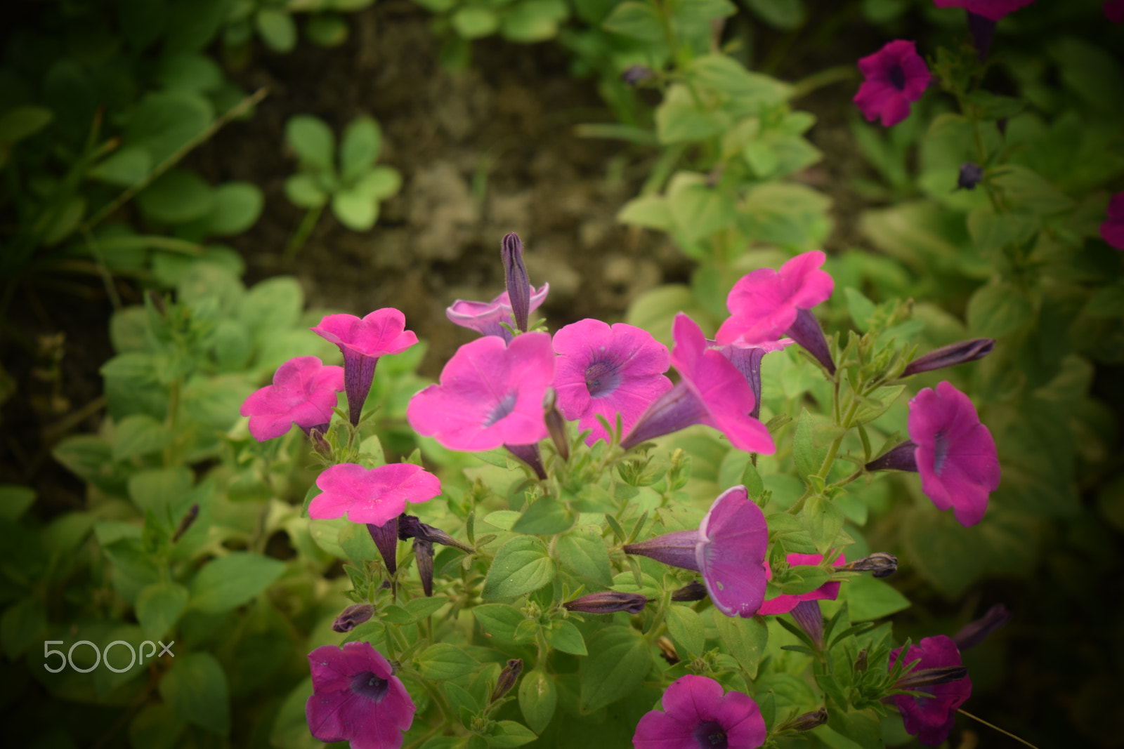Nikon D5300 sample photo. Flowers photography