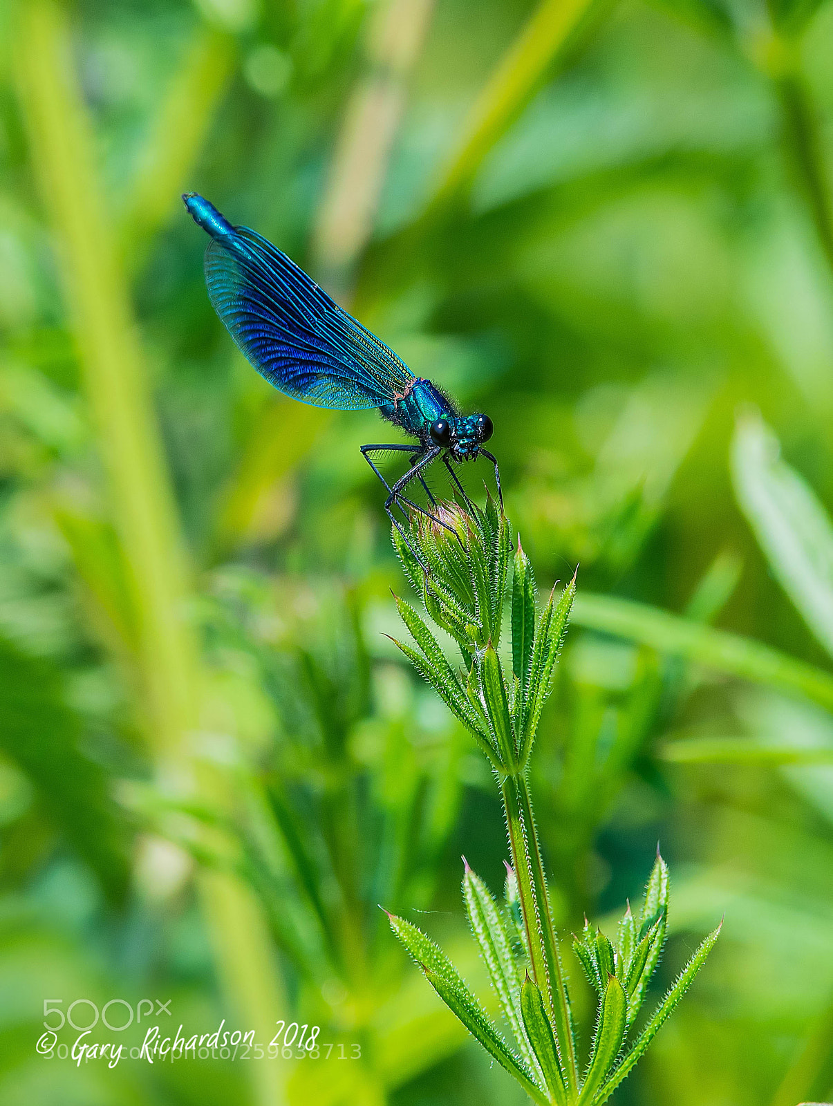 Nikon D500 sample photo. Banded demoiselle (male) photography
