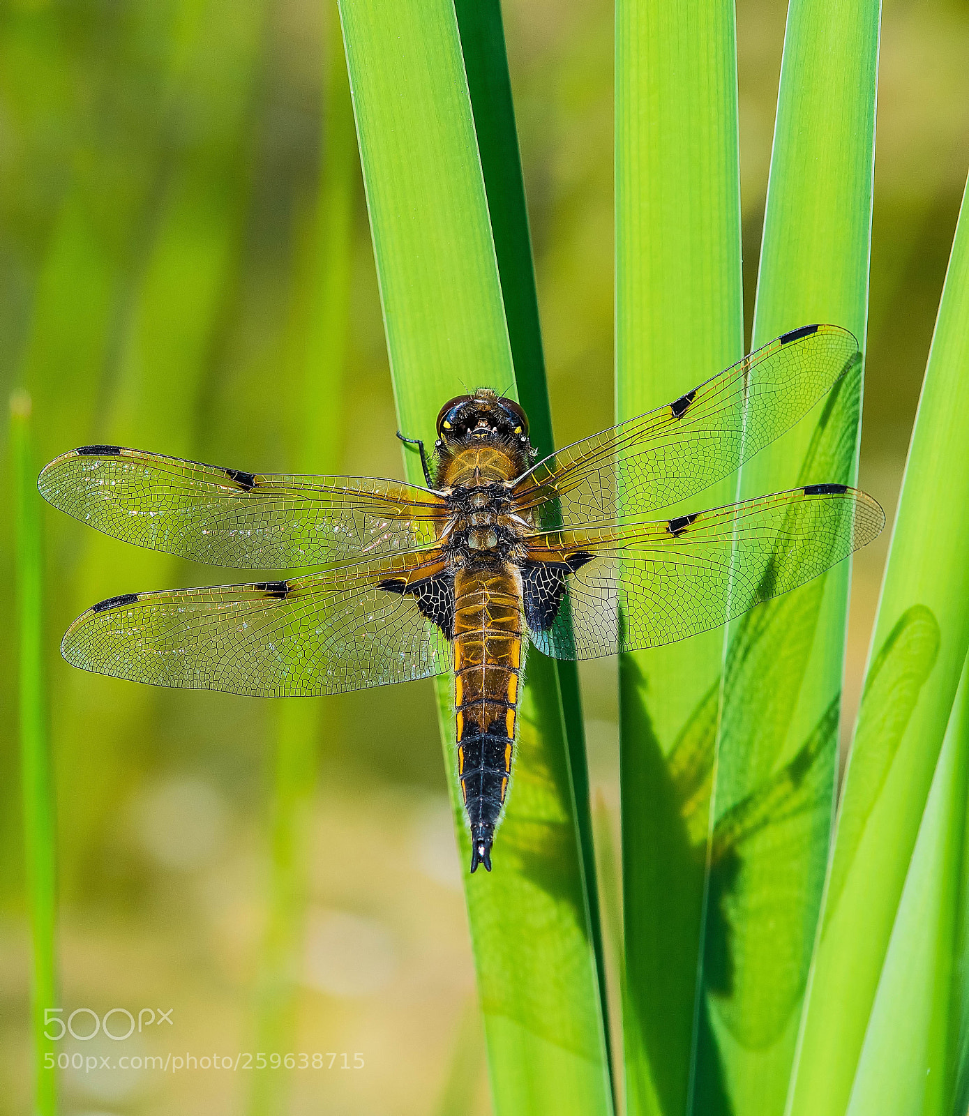Nikon D500 sample photo. Four spotted chaser photography