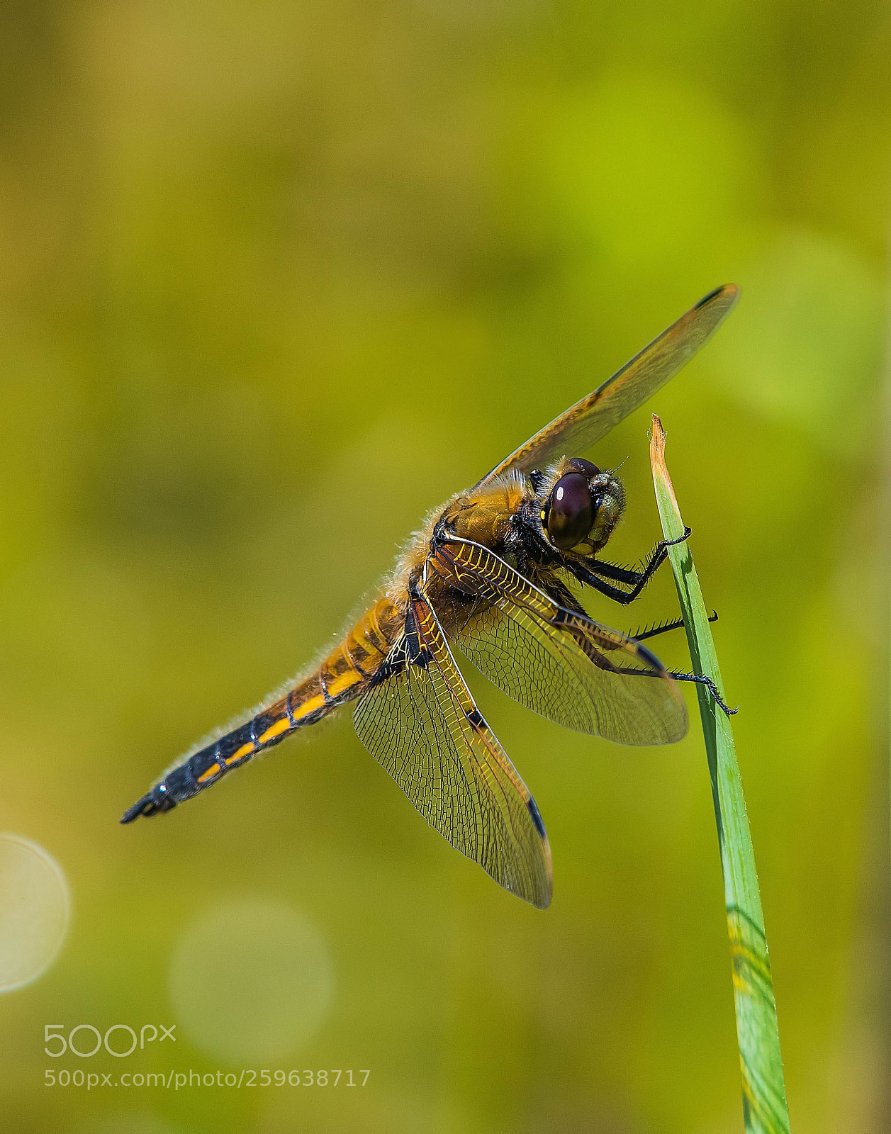 Nikon D500 sample photo. Four spotted chaser photography