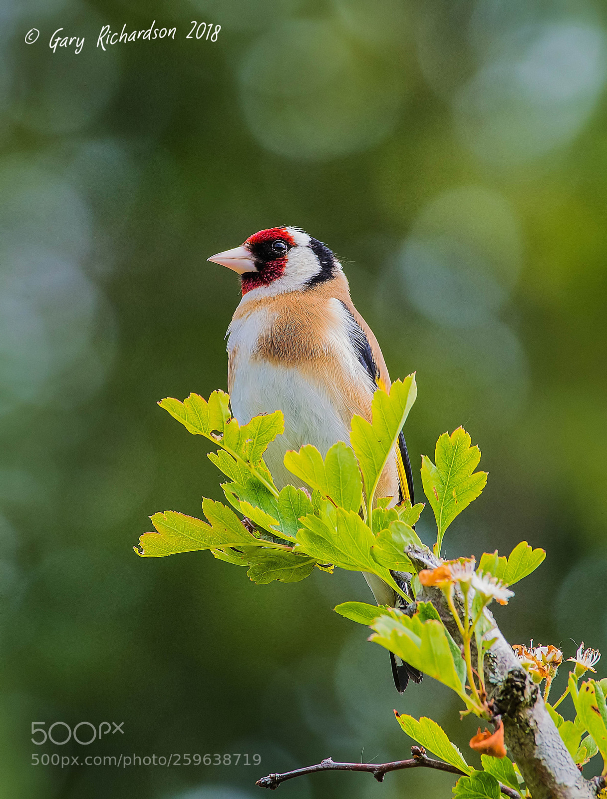Nikon D500 sample photo. Goldfinch photography