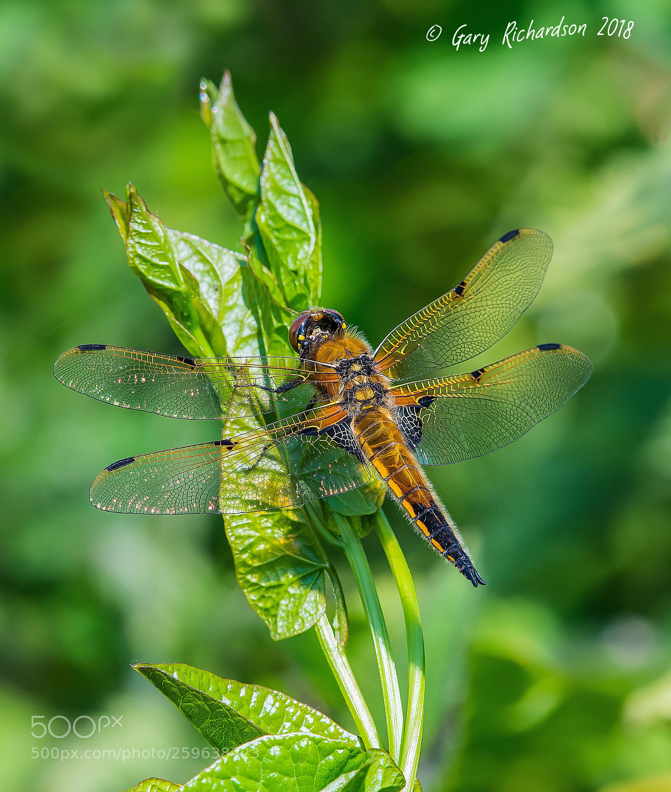 Nikon D500 sample photo. Four spotted chaser photography