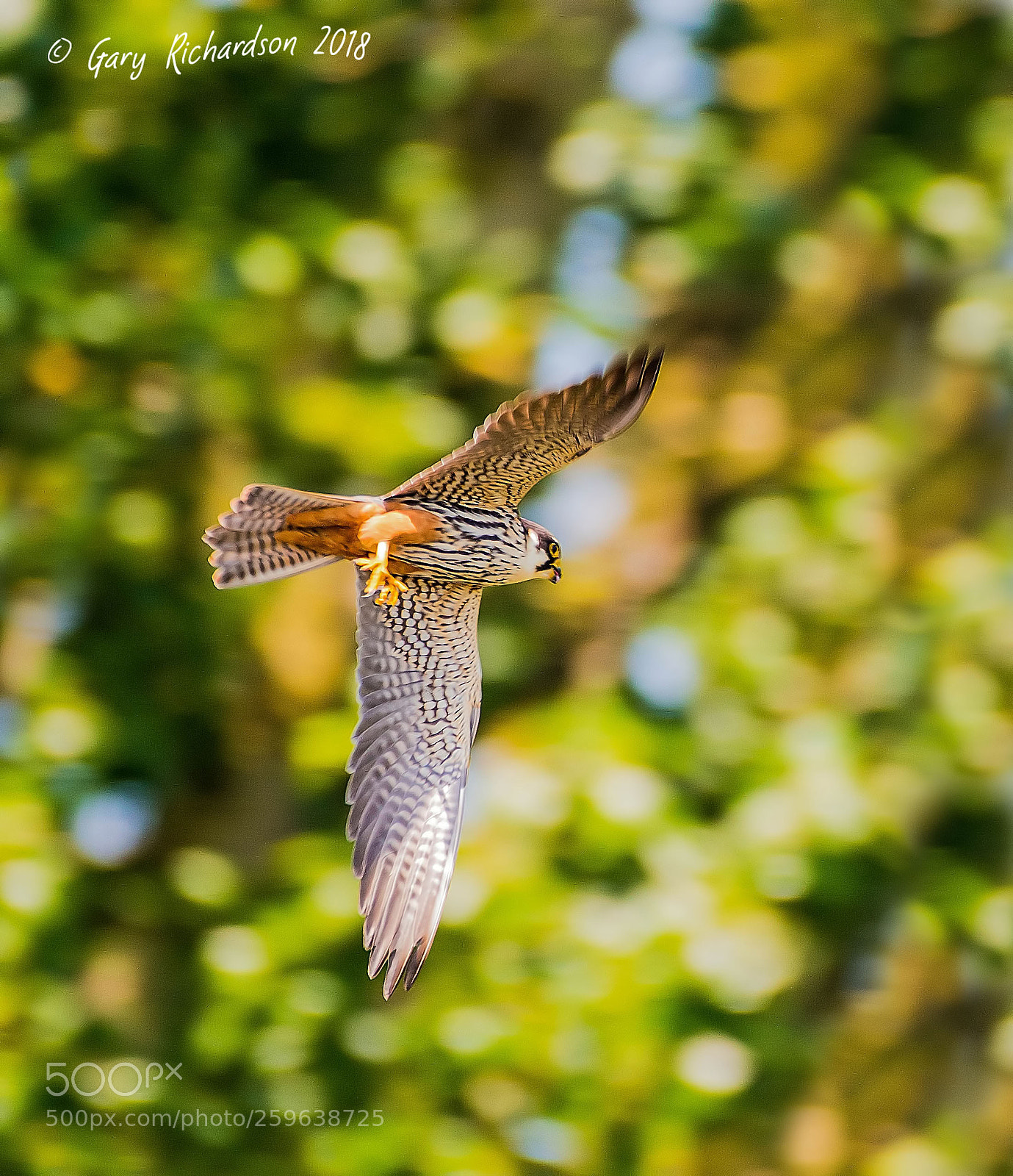 Nikon D500 sample photo. Hobby photography