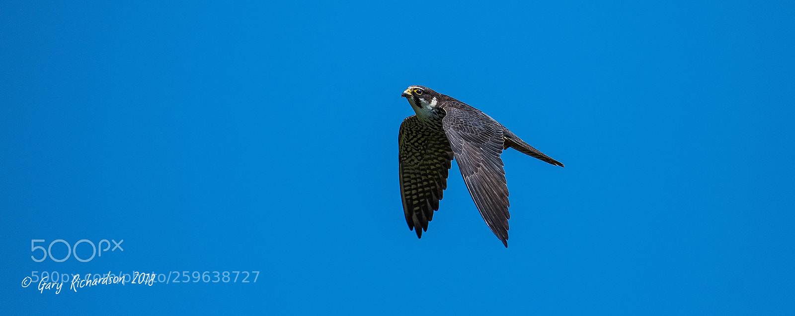 Nikon D500 sample photo. Hobby photography