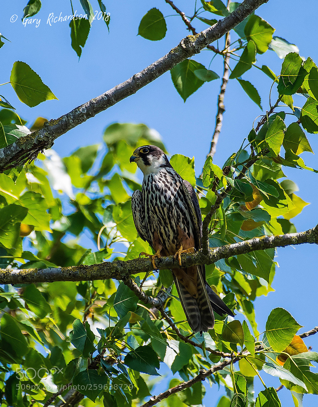 Nikon D500 sample photo. Hobby photography