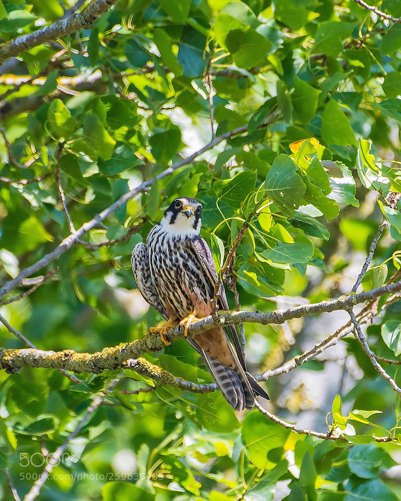 Nikon D500 sample photo. Hobby photography