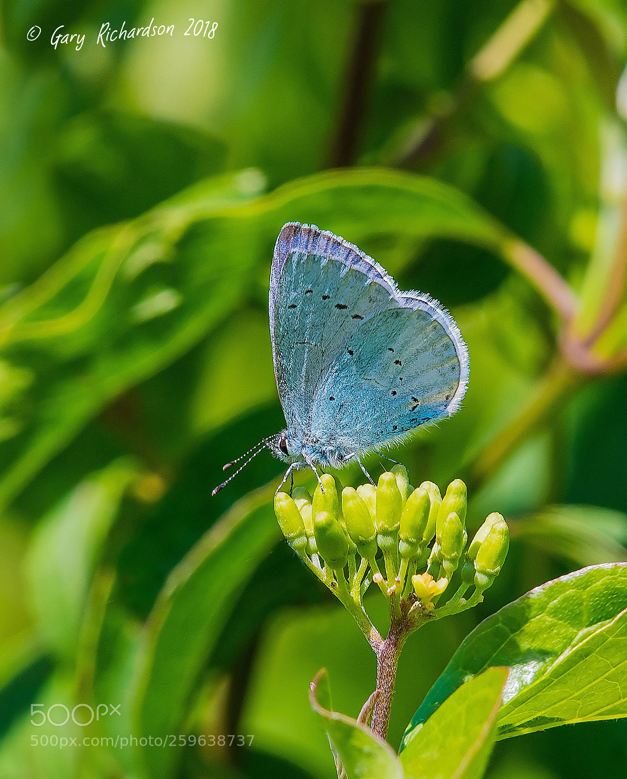 Nikon D500 sample photo. Holly blue photography