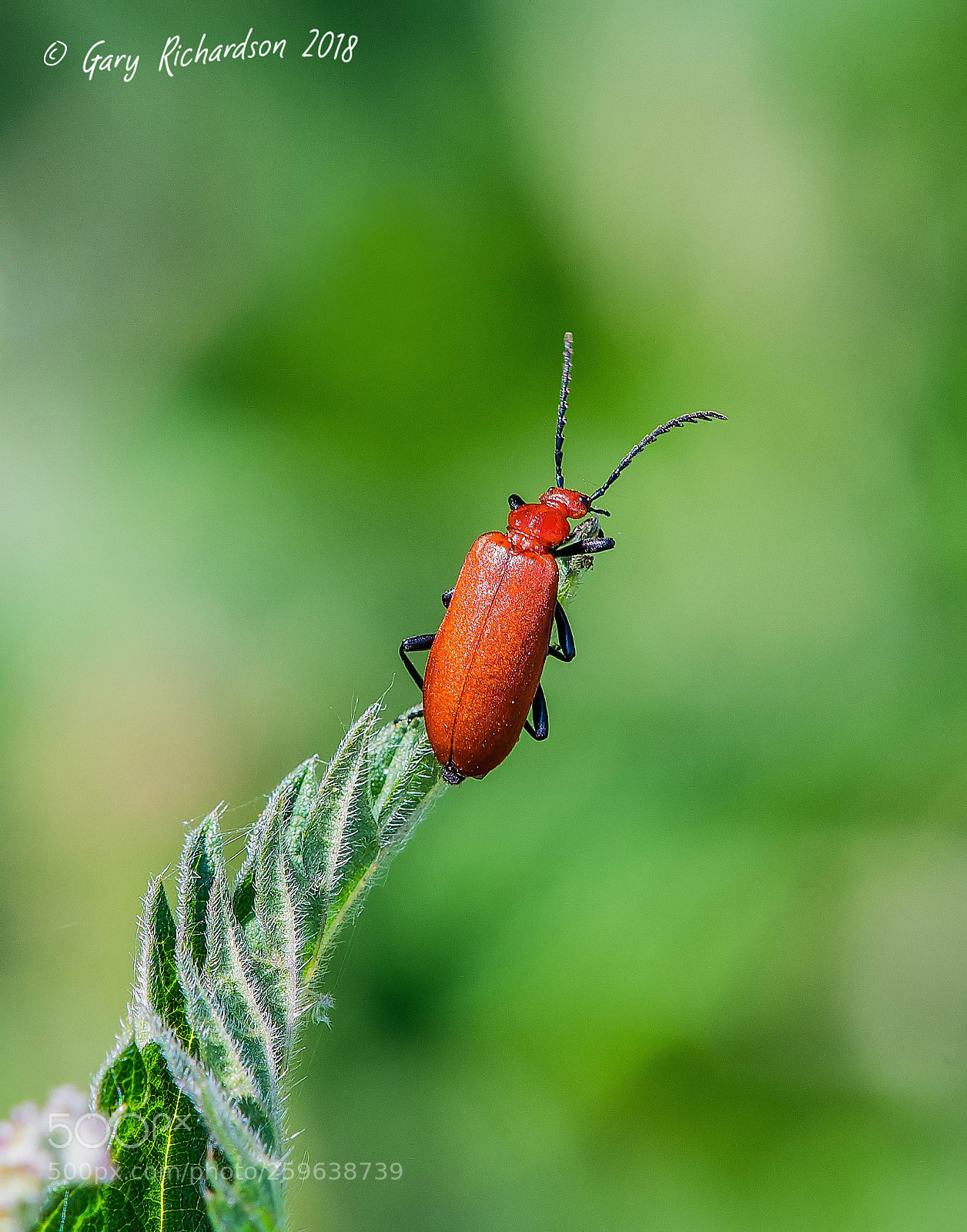 Nikon D500 sample photo. Pyrochroa serraticornis photography