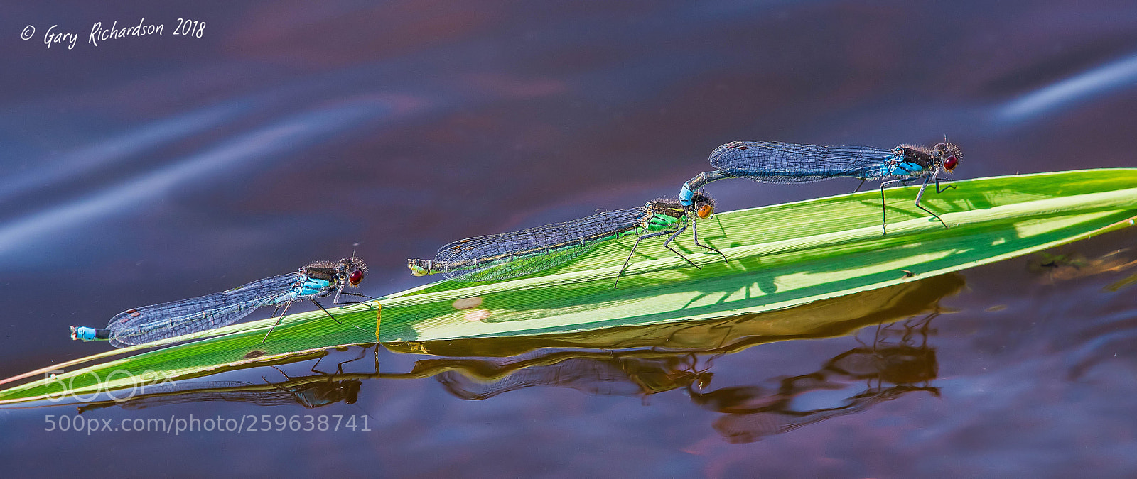Nikon D500 sample photo. Red eyed damselfly photography