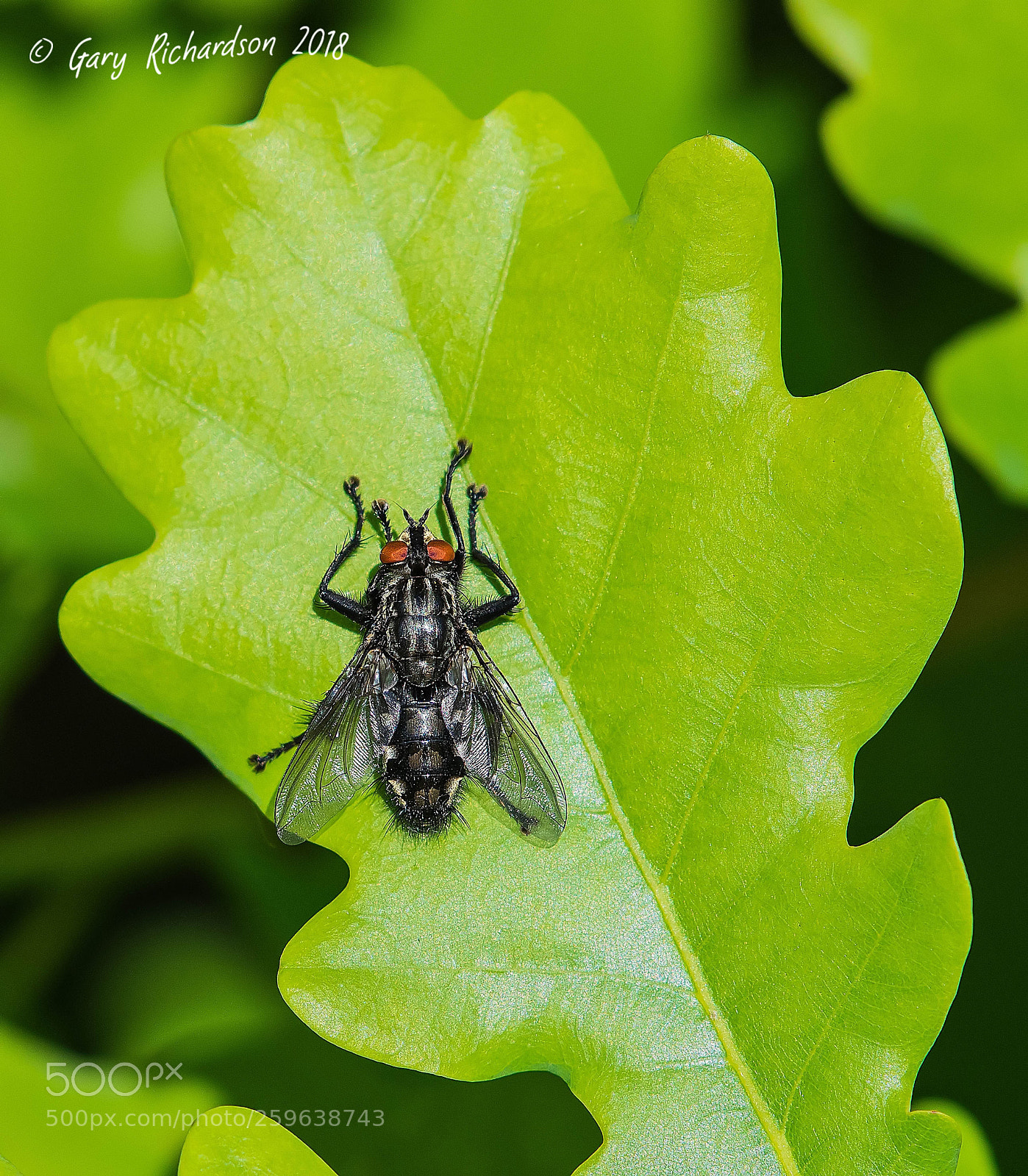 Nikon D500 sample photo. Sarcophaga carnaria photography