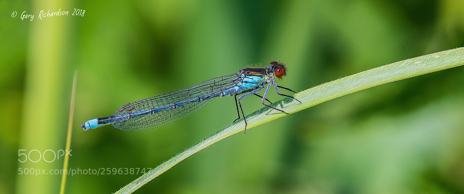 Nikon D500 sample photo. Red eyed damselfly photography