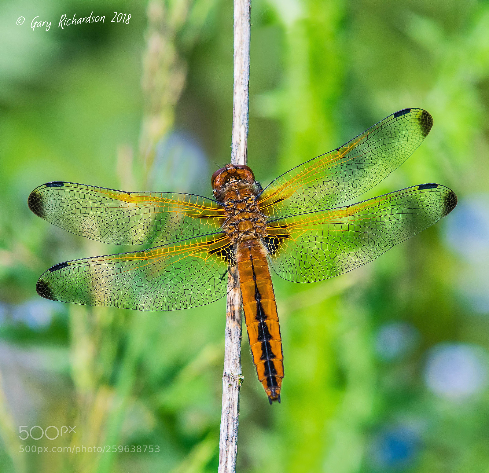 Nikon D500 sample photo. Scarce chaser photography