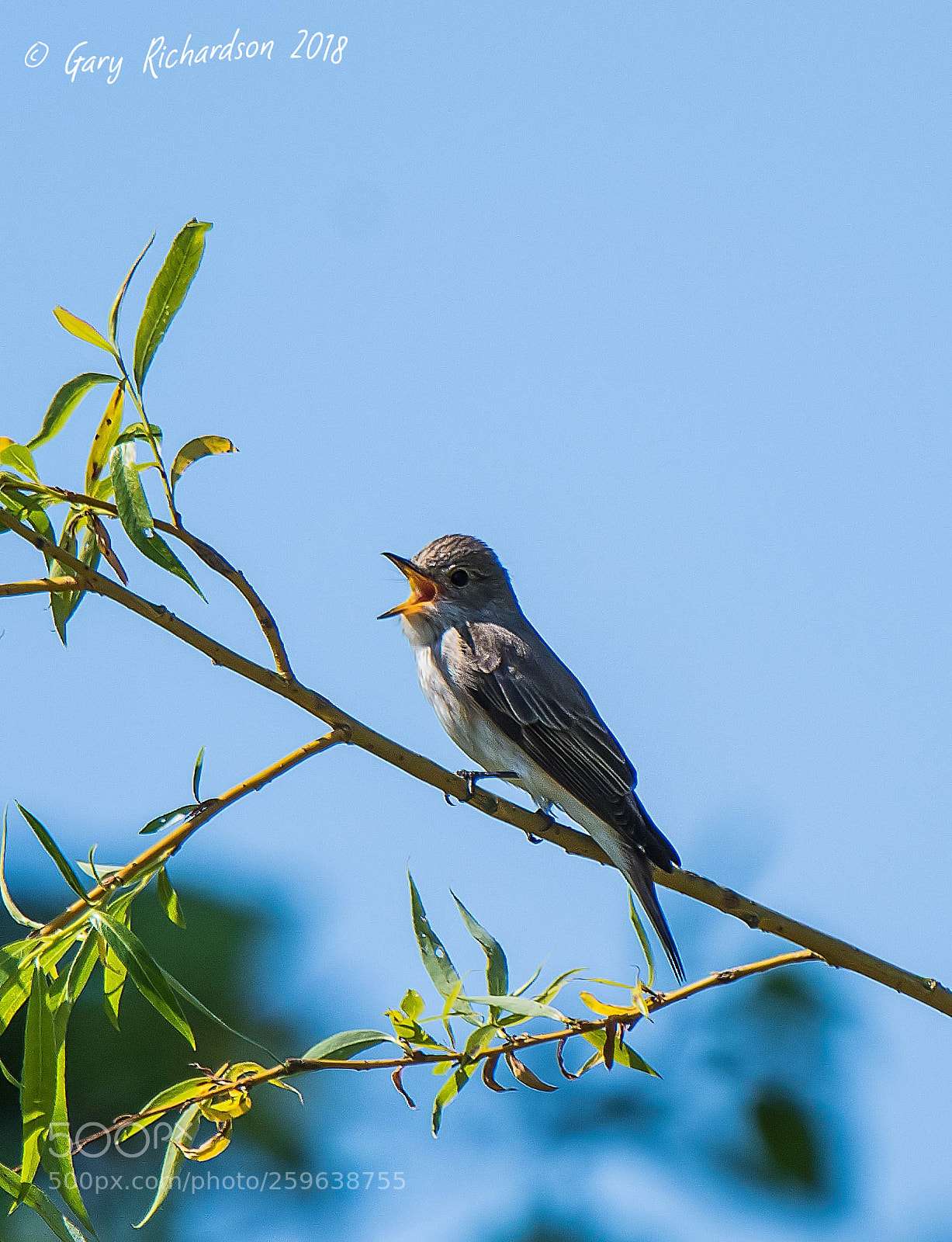 Nikon D500 sample photo. Spotted flycatcher photography
