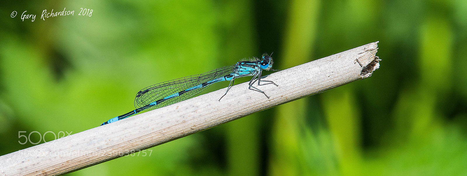 Nikon D500 sample photo. Variable damselfly photography