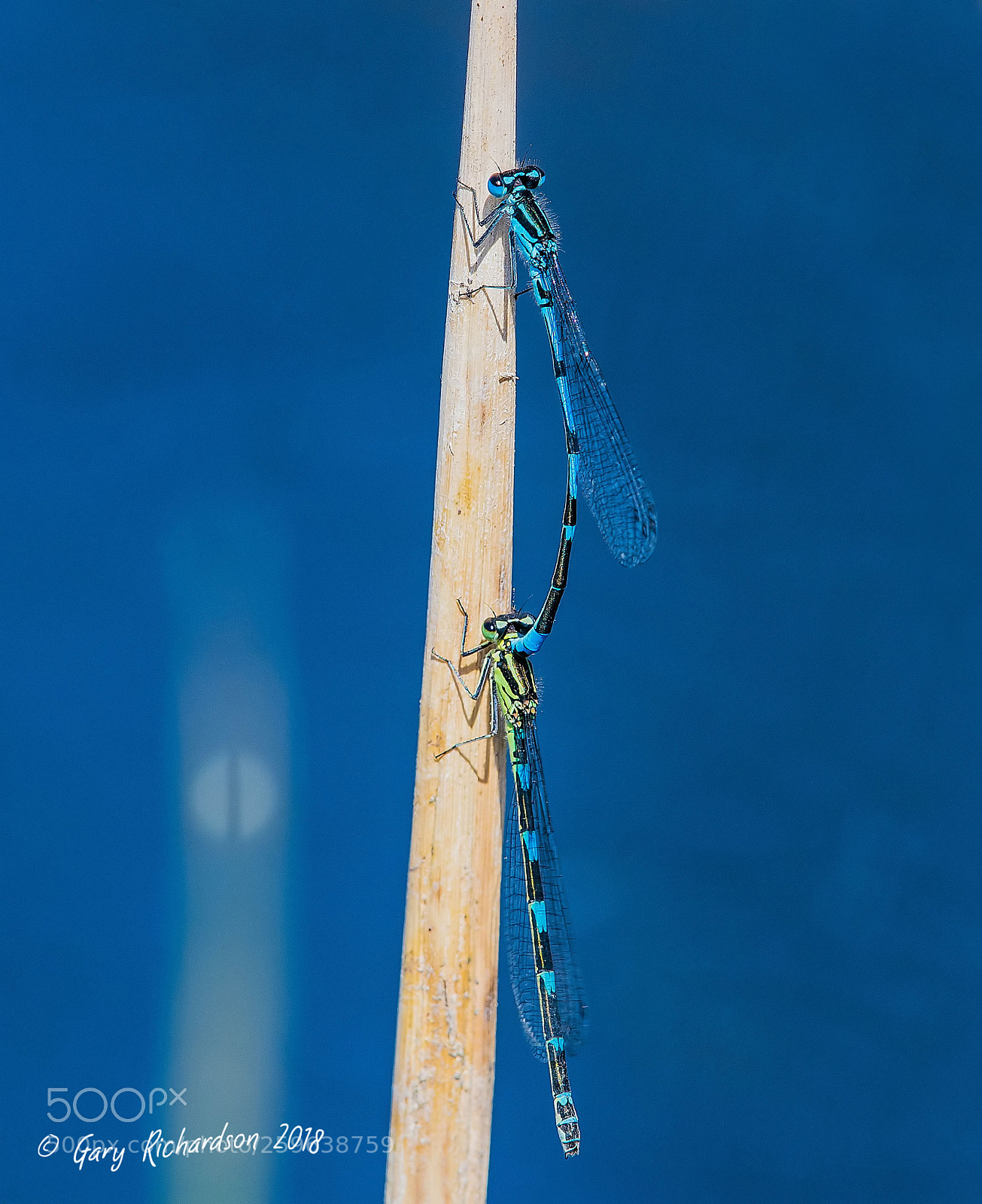 Nikon D500 sample photo. Variable damselfly photography
