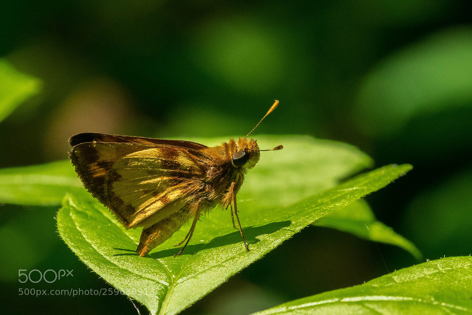 Nikon D3400 sample photo. Zabulon skipper photography