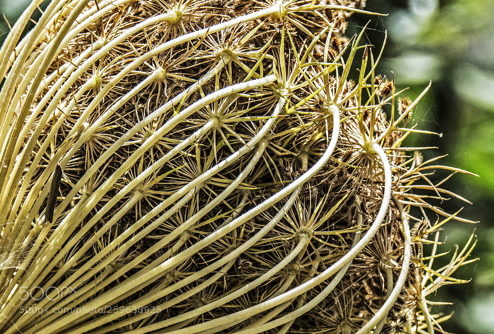 Nikon D7100 sample photo. Nature beauty. photography