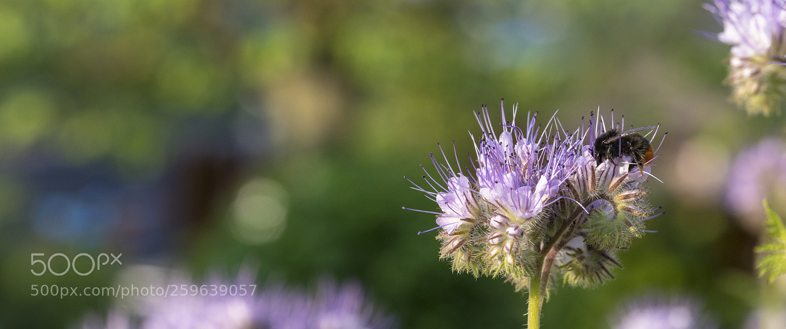 Canon EOS 5D Mark IV sample photo. Engrossed ... photography