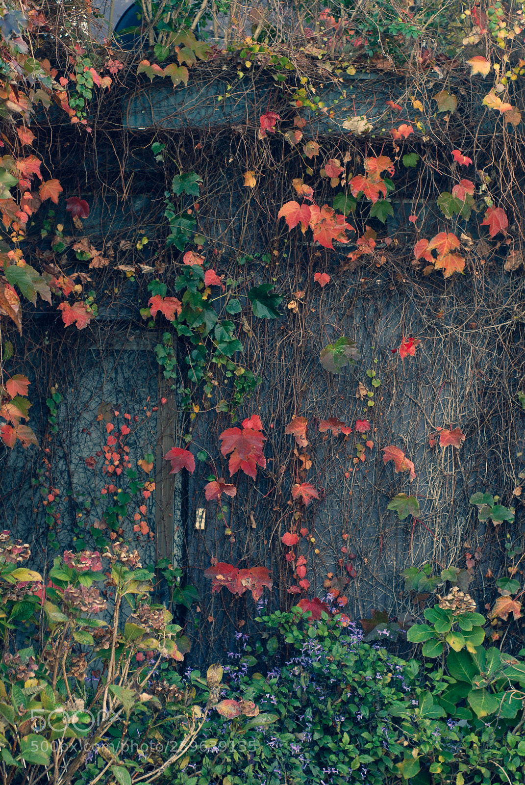 Nikon D200 sample photo. Flower noontide photography
