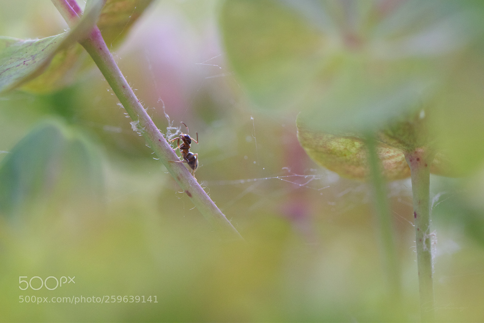 Canon EOS 70D sample photo. Ant photography