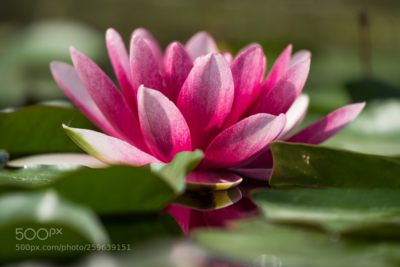 Sony a7R II sample photo. Waterlily photography