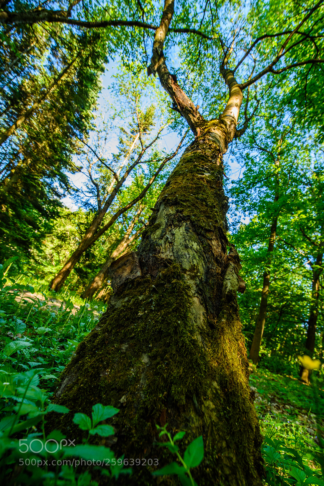 Nikon D750 sample photo. Up! photography