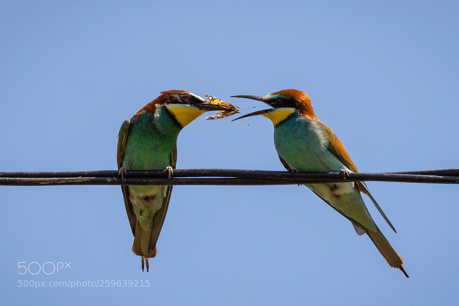 Nikon D7200 sample photo. "care for a snack?" photography