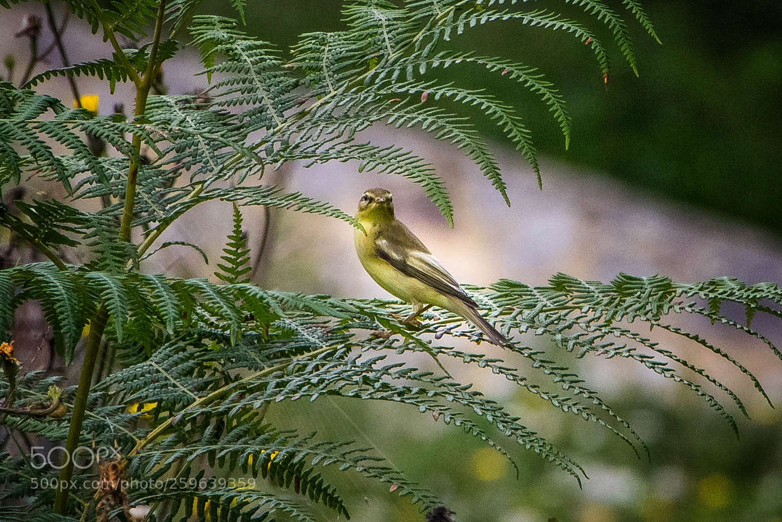 Nikon D5300 sample photo. Untitled photography