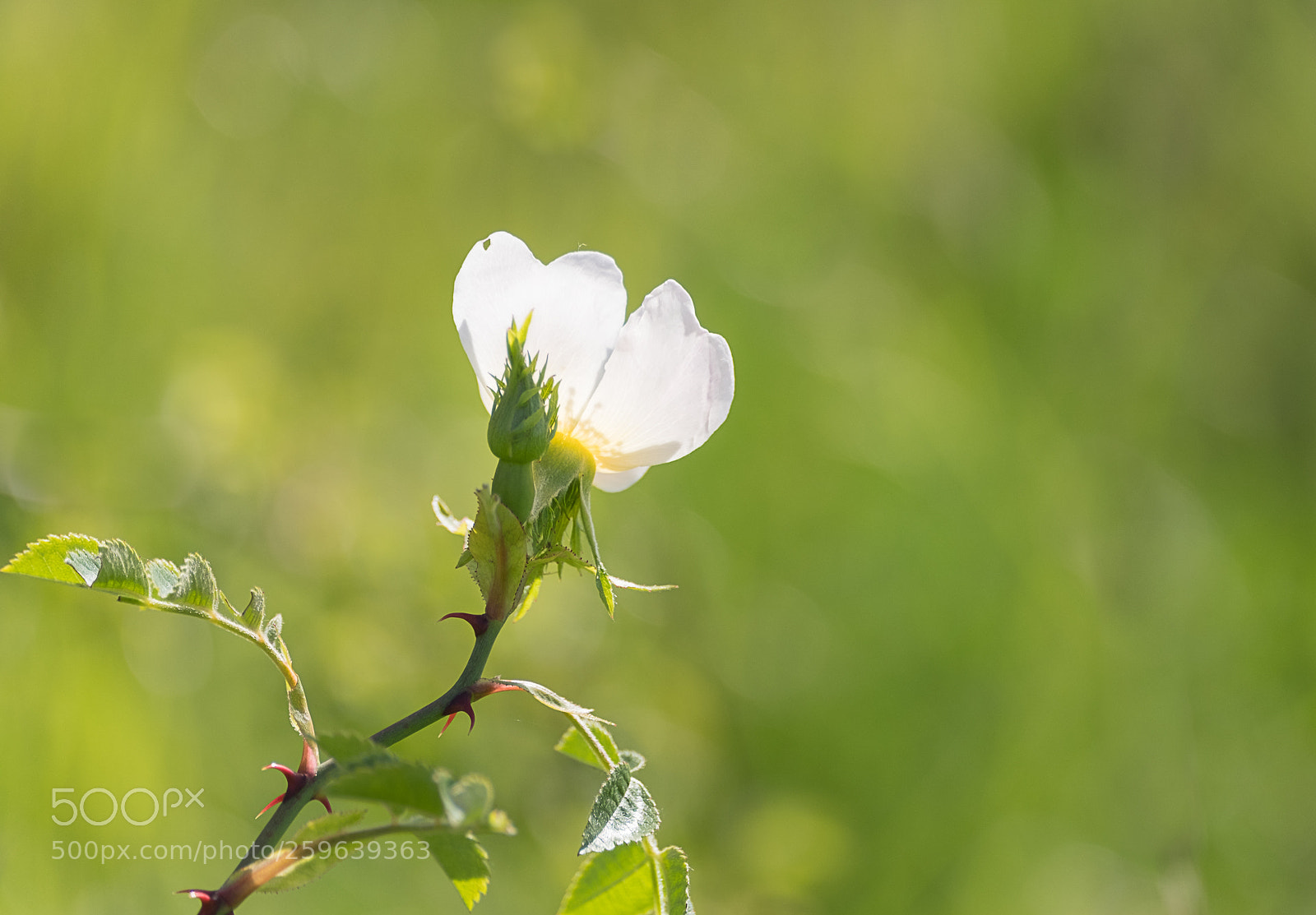 Fujifilm X-T20 sample photo. Rosa canina photography