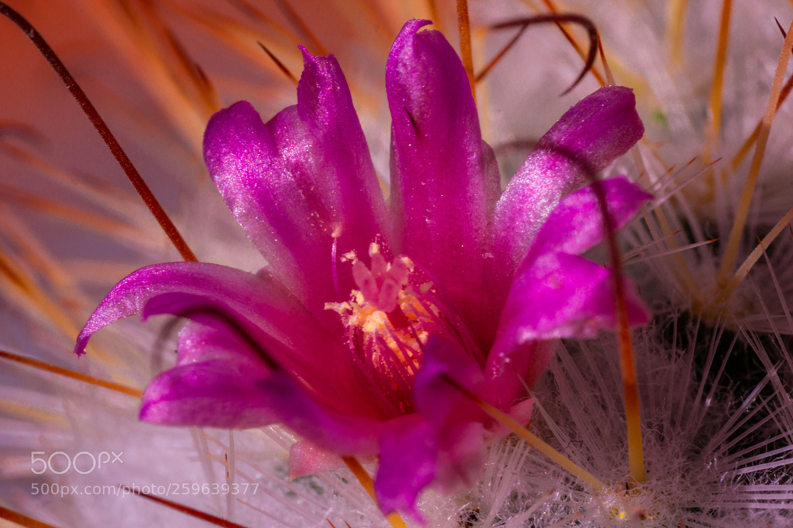 Sony a6000 sample photo. Aufgeblüht ) photography