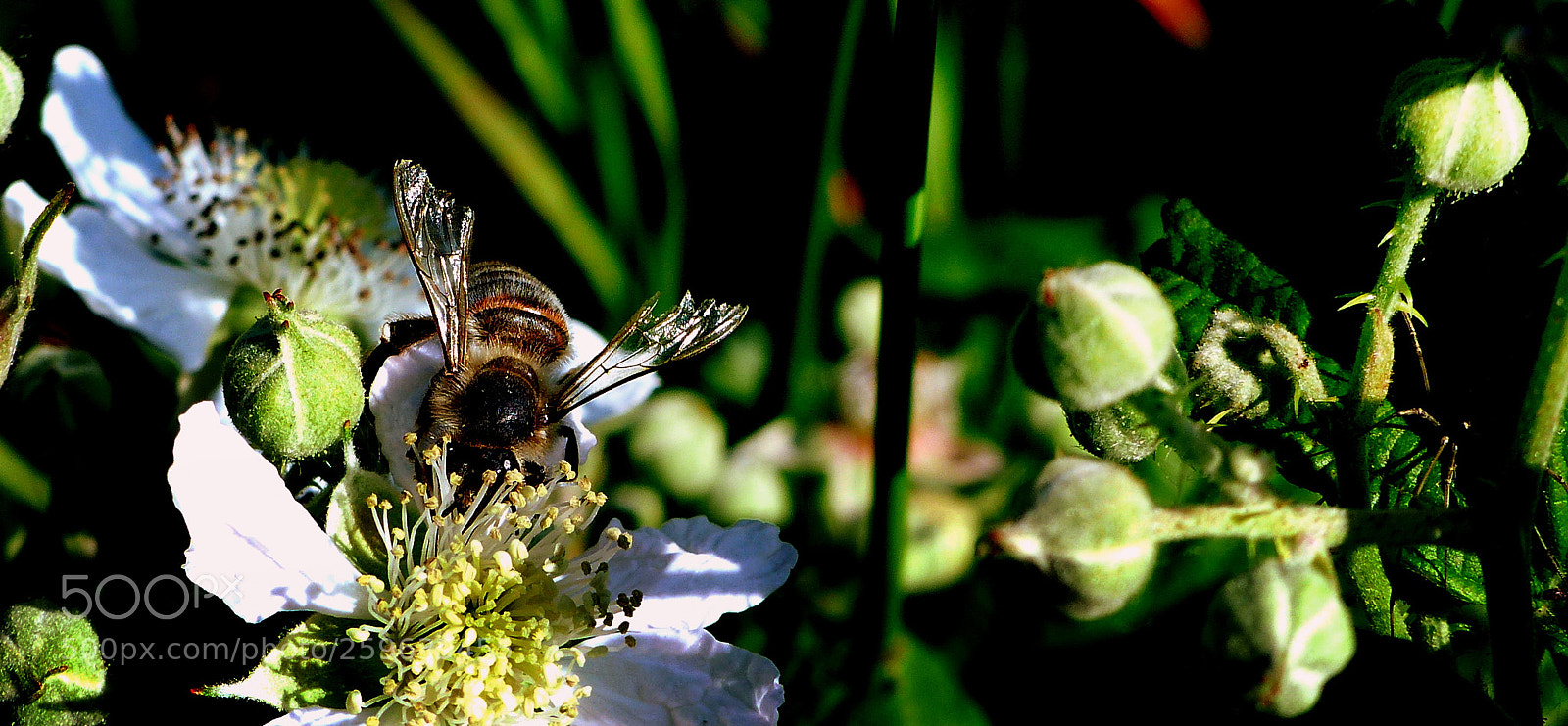 Panasonic Lumix DMC-FZ200 sample photo. Bee. photography