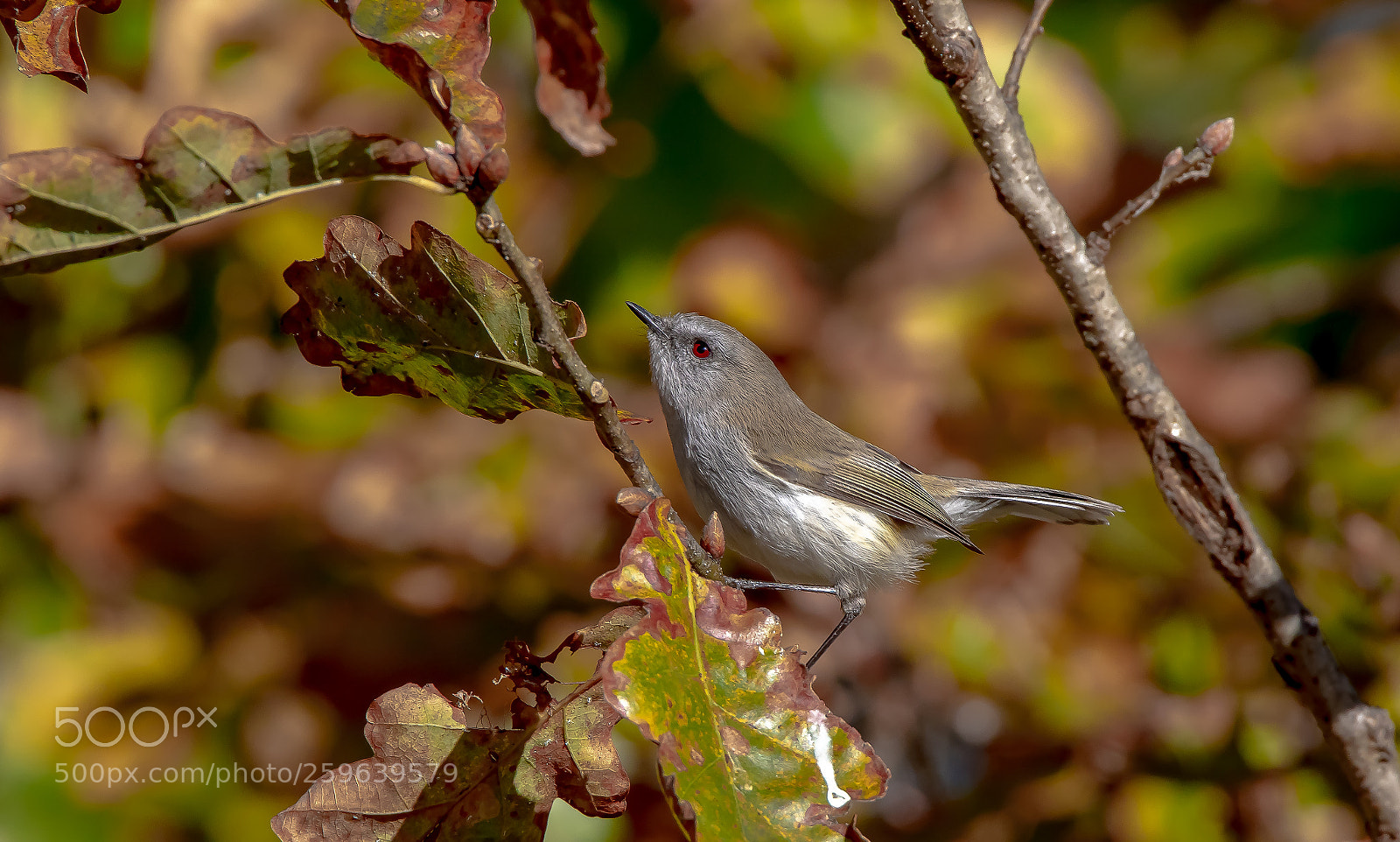 Canon EOS 7D Mark II sample photo. Grey warbler photography
