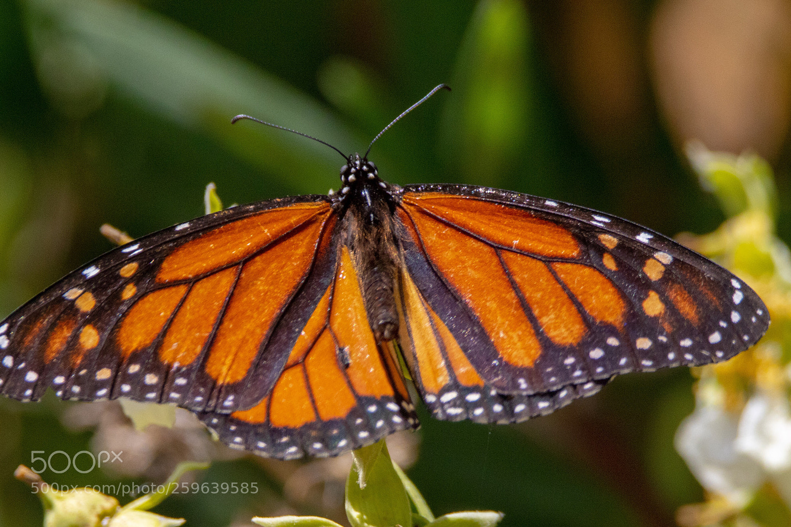 Canon EOS 7D Mark II sample photo. Beautiful monarch photography