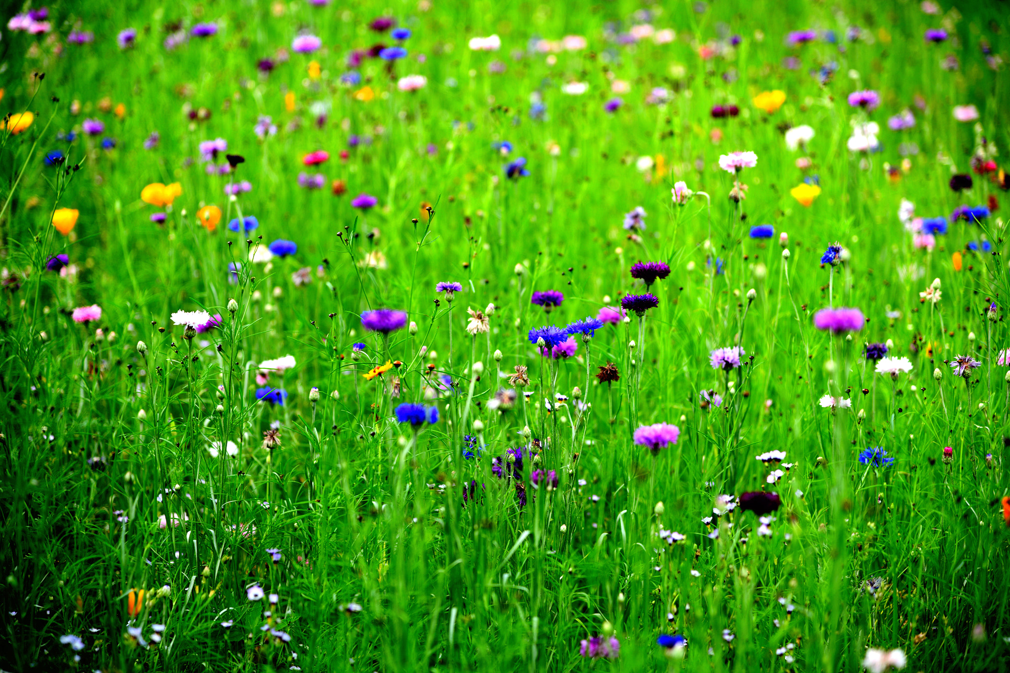 Nikon D850 + Nikon AF-S Nikkor 24-120mm F4G ED VR sample photo. Flowers within a greenland photography