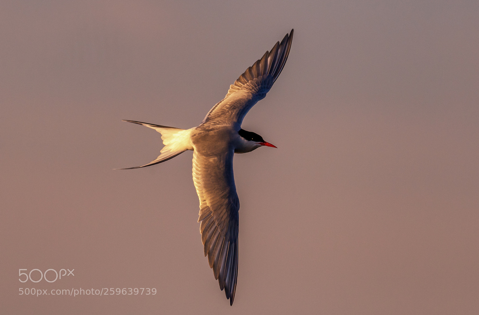 Nikon D5 sample photo. Tern photography