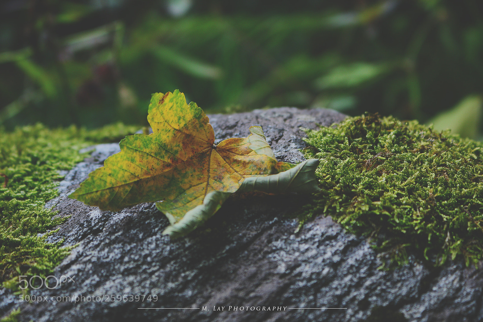 Canon EOS 70D sample photo. Autumn leaf photography