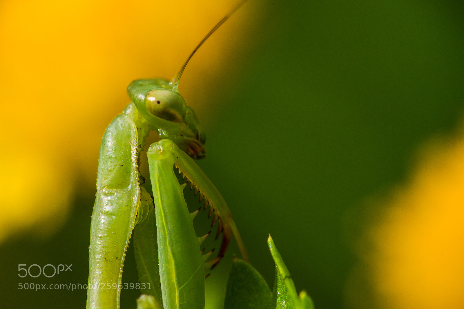 Canon EOS 7D sample photo. Praying mantis photography