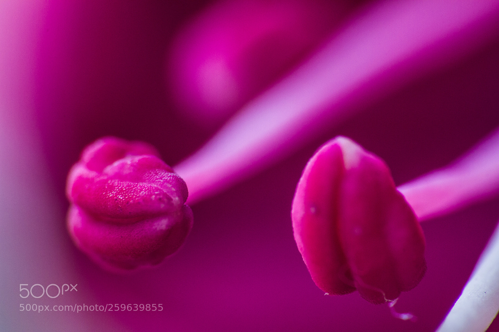 Canon EOS 7D sample photo. Flower stamen photography
